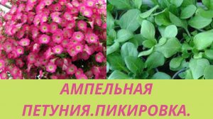 Ампельная петуния.Обзор рассады. Пикировка петунии 2 способами.Петуния первая подкормка.