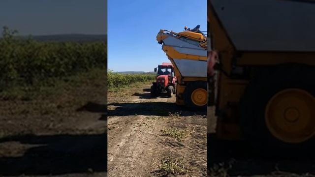 Комбайн для сбора винограда Gregoire GL8.6