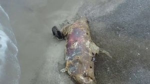 Поедающего тушу косатки медведя сняли с дрона на Сахалине