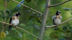 Щегол. 4K video.