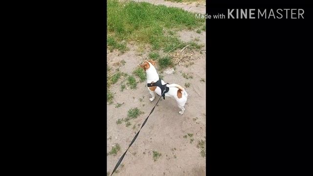 Напала собака #jackrussellterrier | Собаки Собачий день Собачья жизнь Про собак Собачье видео смотреть онлайн