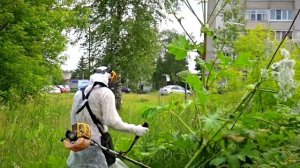 В Твери продолжают бороться с борщевиком Сосновского