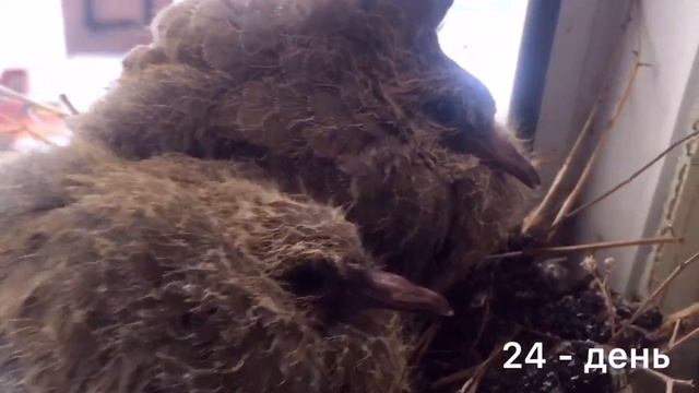 Дикий голубь ? от птенца до взрослой птицы ?wild pigeon feeding development смотреть онлайн