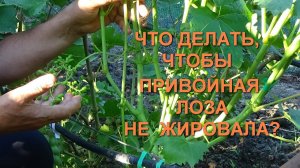 Как предотвратить развитие жирующих побегов на привитом кусте винограда