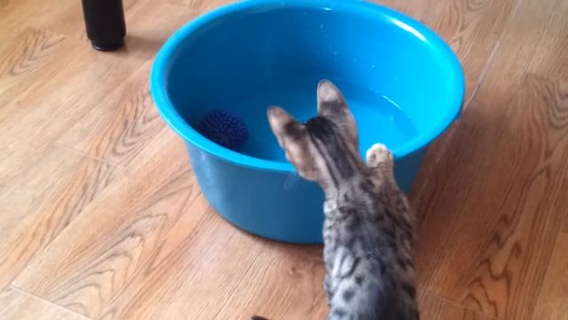Бенгальская кошка ღღღ Приучаем ее к воде! Часть 1 смотреть онлайн