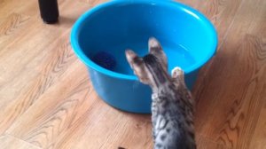 Бенгальская кошка ღღღ Приучаем ее к воде! Часть 1