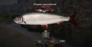 Хариус, река Белая, координаты и способ ловли, игра Русская Рыбалка 4