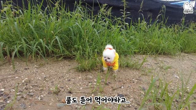 닭 쫓던 개... 결국... смотреть онлайн