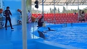 Дельфины поют песню в Бердянском дельфинарии