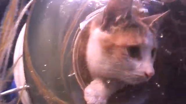 Подводный кот