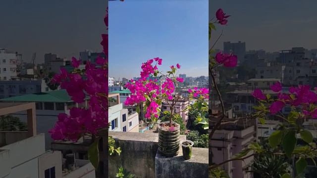 Texas King #bougainvillea #garden #bougainvilleabonsai #rooftopgarden #roof #flowers #pink #love