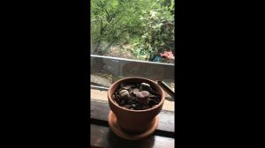 Lithops (living stones) unboxing and care - amazing indoor plant