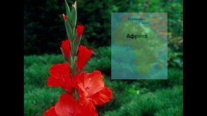 Занимательные уроки с "Лучиком света".  Энциклопедия растений для детей. Гладиолус