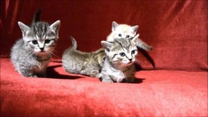 МАНЧКИН КОТЯТА РОДИЛИСЬ 4 ФЕВРАЛЯ 2023