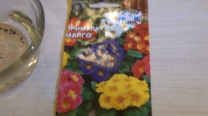 DIY: КАК ПОСАДИТЬ Примулу, эксперимент посева двумя способами