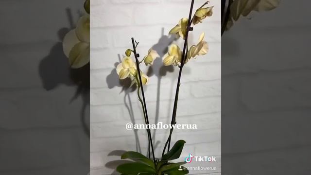 Орхидея Карина смотреть онлайн