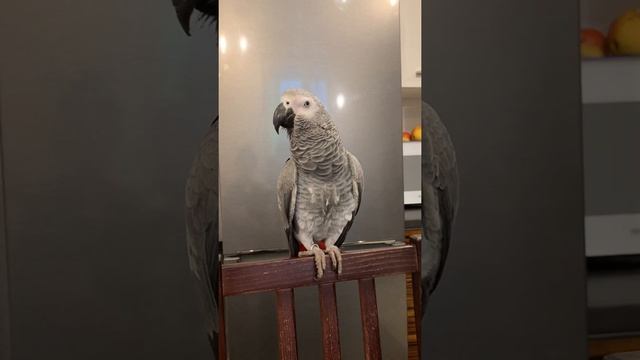 Говорящий попугай Ероша: как говорит кукушка смотреть онлайн