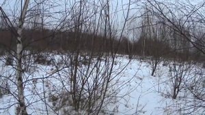 Охота с русскими гончими на зайца 24 12 20