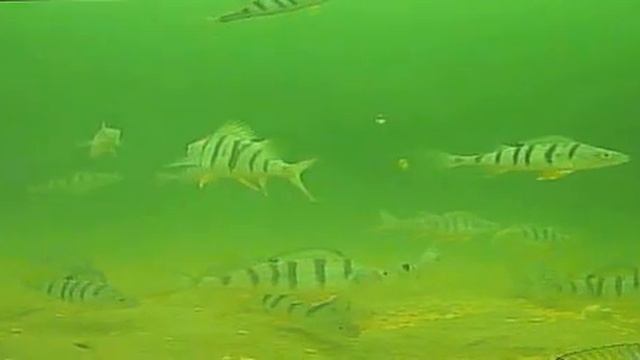 Красноярское море (Хакасия) подводные видео съемки 28.04.2017г смотреть онлайн