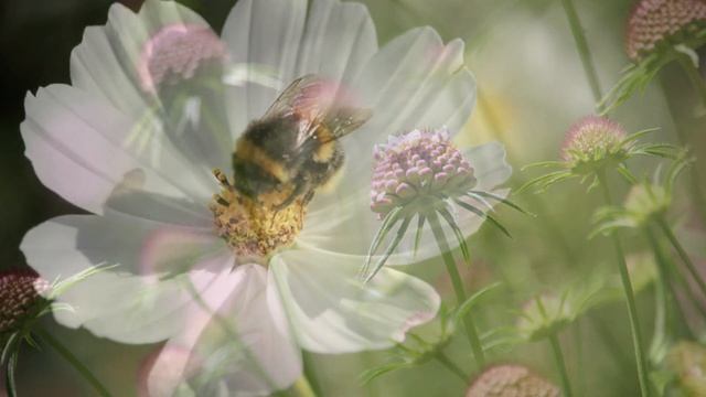 3 Minute Timer for Reiki and Yin Yoga ~ Relaxing Music with 26 x 3 Minute Tibetan Bell Timers смотреть онлайн