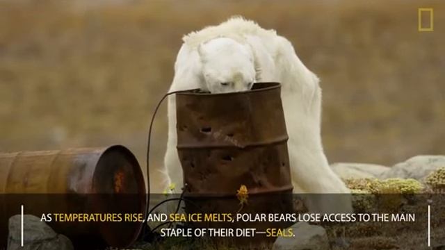 Доказательство того, что белые медведи обречены. смотреть онлайн