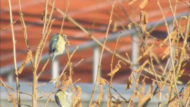 Kamera test Fujifilm FinePix S8000fd смотреть онлайн