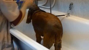 Груминг английского кокер спаниеля, стрижка, тримминг собак, груминг собаки