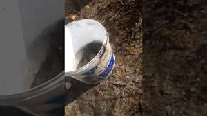 ловля крупного ратана на морду