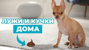 ЛУЖИ, МЕТКИ, КУЧКИ ДОМА. Почему взрослая собака делает это?