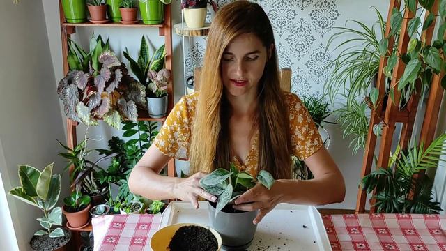Scindapsus Pictus Silvery Ann Repotting смотреть онлайн