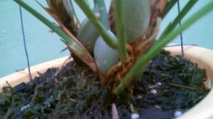 Орхидея Maxillaria tenuifolia orchid (кокосовая орхидея) #Обзор и уход. #Доминикана.