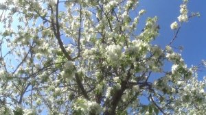 Весна, природа расцвела. Яблони и сирень в цвету. Посадка картофеля.