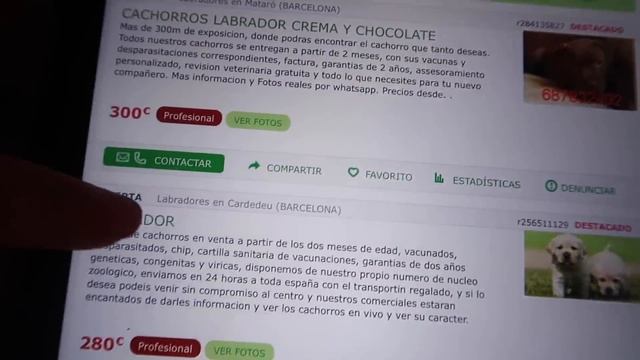 У нас будет СОБАКА / КАКУЮ Собаку мы ХОТИМ / выбираем ГРИМ на ХЭЛЛОУИН смотреть онлайн