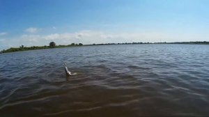 ловля хищника на спиннинг, река неман в калининградской области 2018.06.17