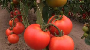 Аламина F1 индетерминантный томат (Rijk Zwaan)