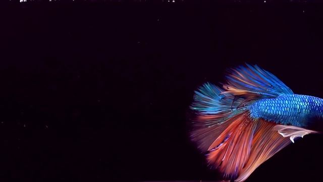 Super Beautiful World Betta Fish in 8k HDR 60fps Dolby Vision | Best of 2022 with Relaxing Music