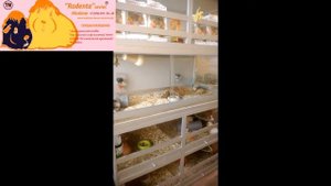 Питомник морских свинок "Родента"