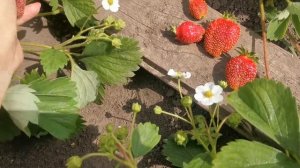 Земляника Марышка! Нежная и очень сладкая!