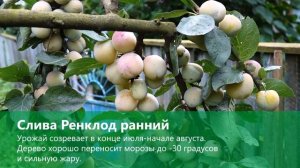 Слива "Ренклод ранний". Преимущества сорта.