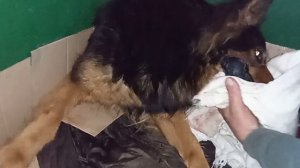 Роды немецкой овчарки