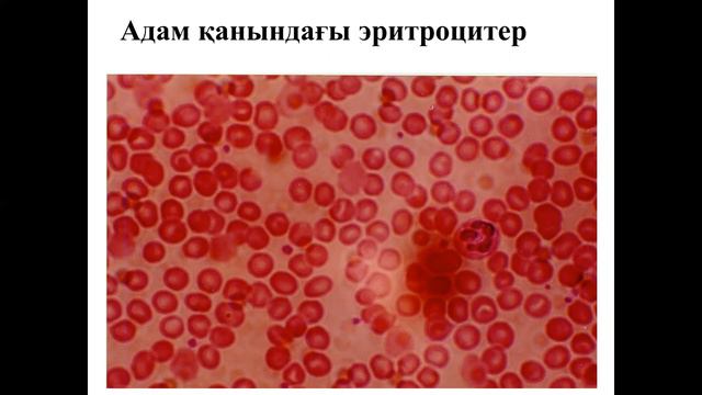 Зертханалық жұмыс. Әртүрлі ағзалардың қан жасушаларын зерттеу. 8 сынып