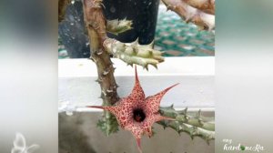 Bulaklak n hugis bituin | My Asclepiadaceae Collections|Star shaped flowers