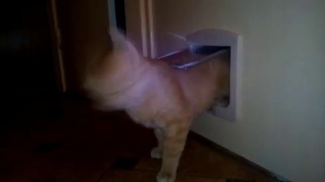 Дверца для кота. Cat's door. смотреть онлайн