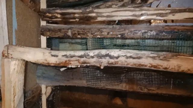 Утя по-прежнему сидит на яйцах) смотреть онлайн