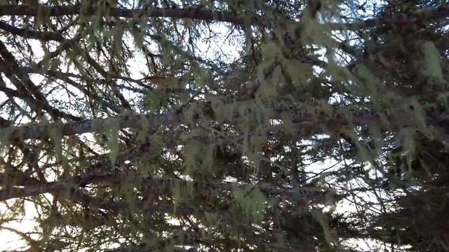 Using Lichens to Determine Air Quality #lichen #airquality #pollution смотреть онлайн