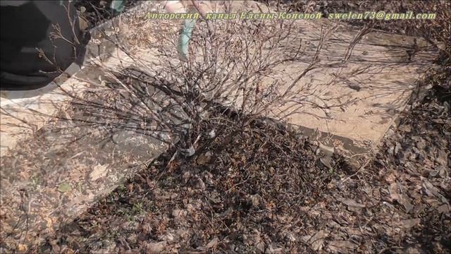 Лапчатка карликовая Ловели Пинк и Пинк Квин. Весенняя обрезка. Я сажаю. смотреть онлайн