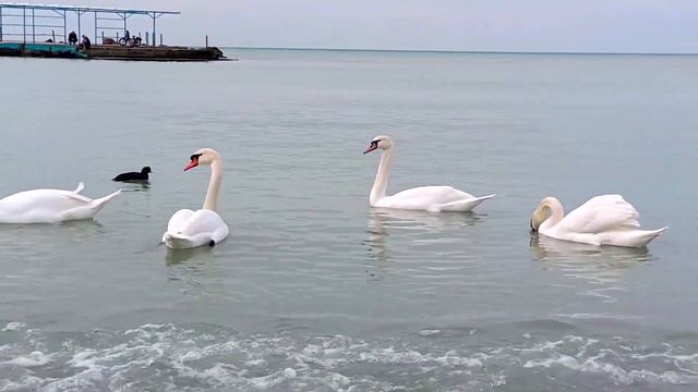 #анапа#воскреснаяпрогулка#Весенний февраль.  11. 02. 24