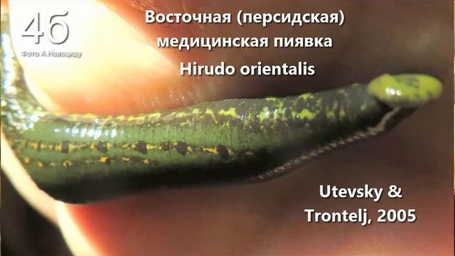 ВИДЫ МЕДИЦИНСКИХ ПИЯВОК: АПТЕЧНАЯ ПИЯВКА И ВОСТОЧНАЯ  ПИЯВКА