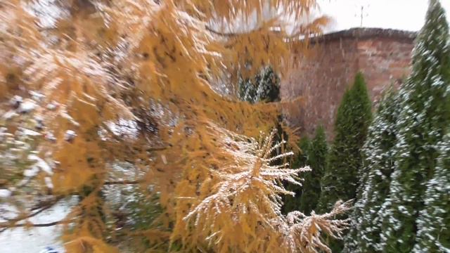 Pierwszy śnieg w ogrodzie