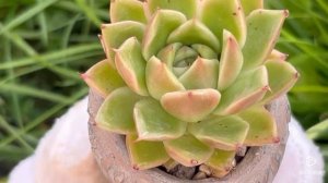 Echeveria Agavoides ‘Spicy’